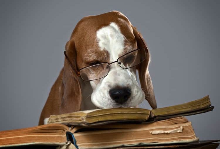 Какие книги по дрессировке собак стоит почитать?