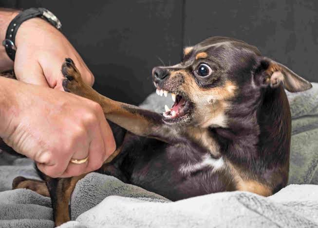Симптомы агрессии собаки на приеме у врача: